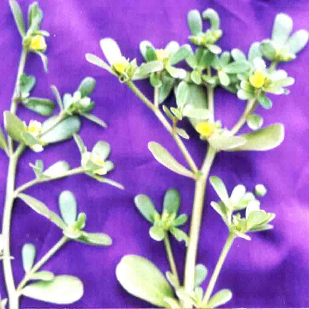 Portulaca oleracea